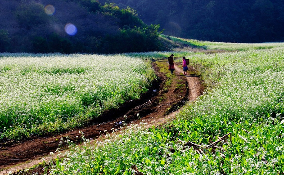 Bản Pa Phách cũng là nơi sở hữu rất nhiều đồng hoa cải đẹp để bạn tha hồ sống ảo khi đi tour Mộc Châu đấy.