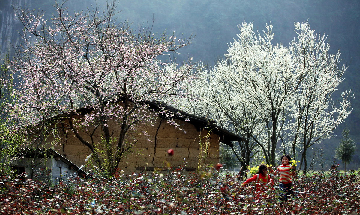 Không chỉ hoa cải mà bản Tân Lập còn gây thương nhớ với mùa hoa mận siêu lung linh. Tour Moc Chau.