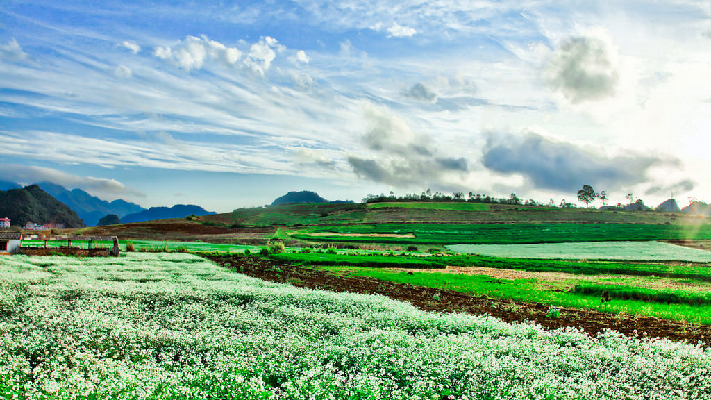 Thanh xuân là phải đi tour du lịch Mộc Châu một lần để tận hưởng vẻ đẹp tuyệt vời của tự nhiên.