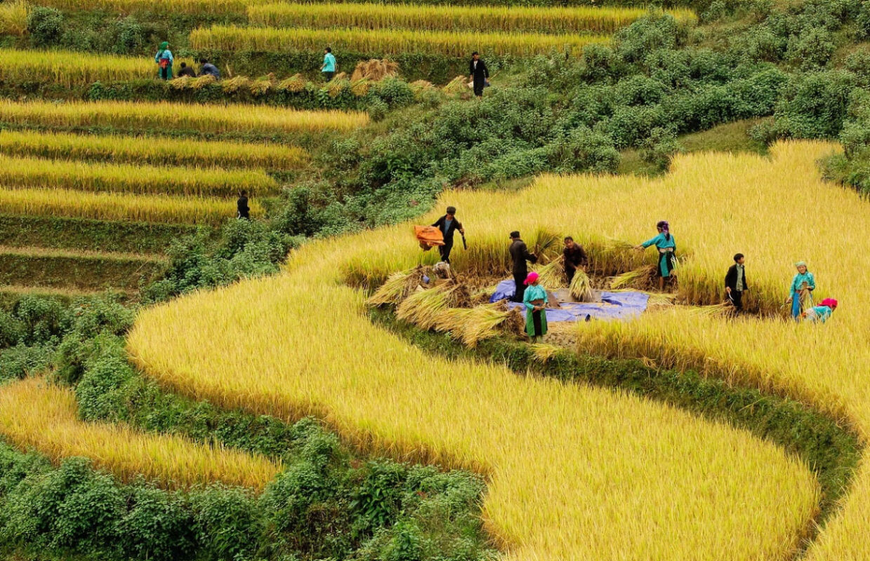 MasterLife Việt Nam