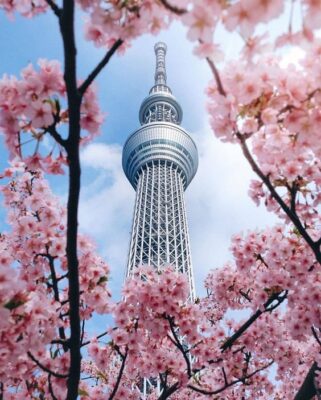 Tháp truyền hình Tokyo Skytree Nhật mùa hoa anh đào